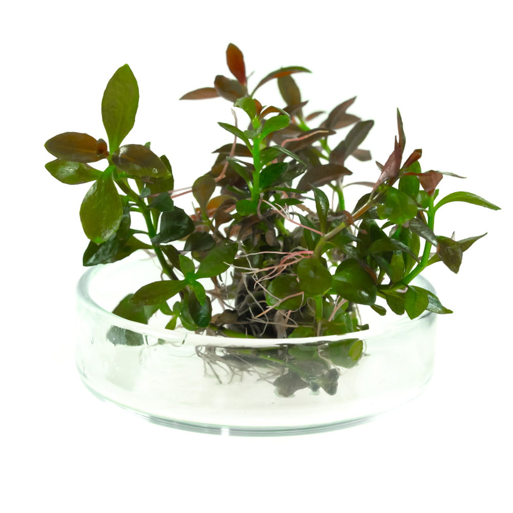 Ludwigia Repens Mesakana in vitro 5 sadzonek
